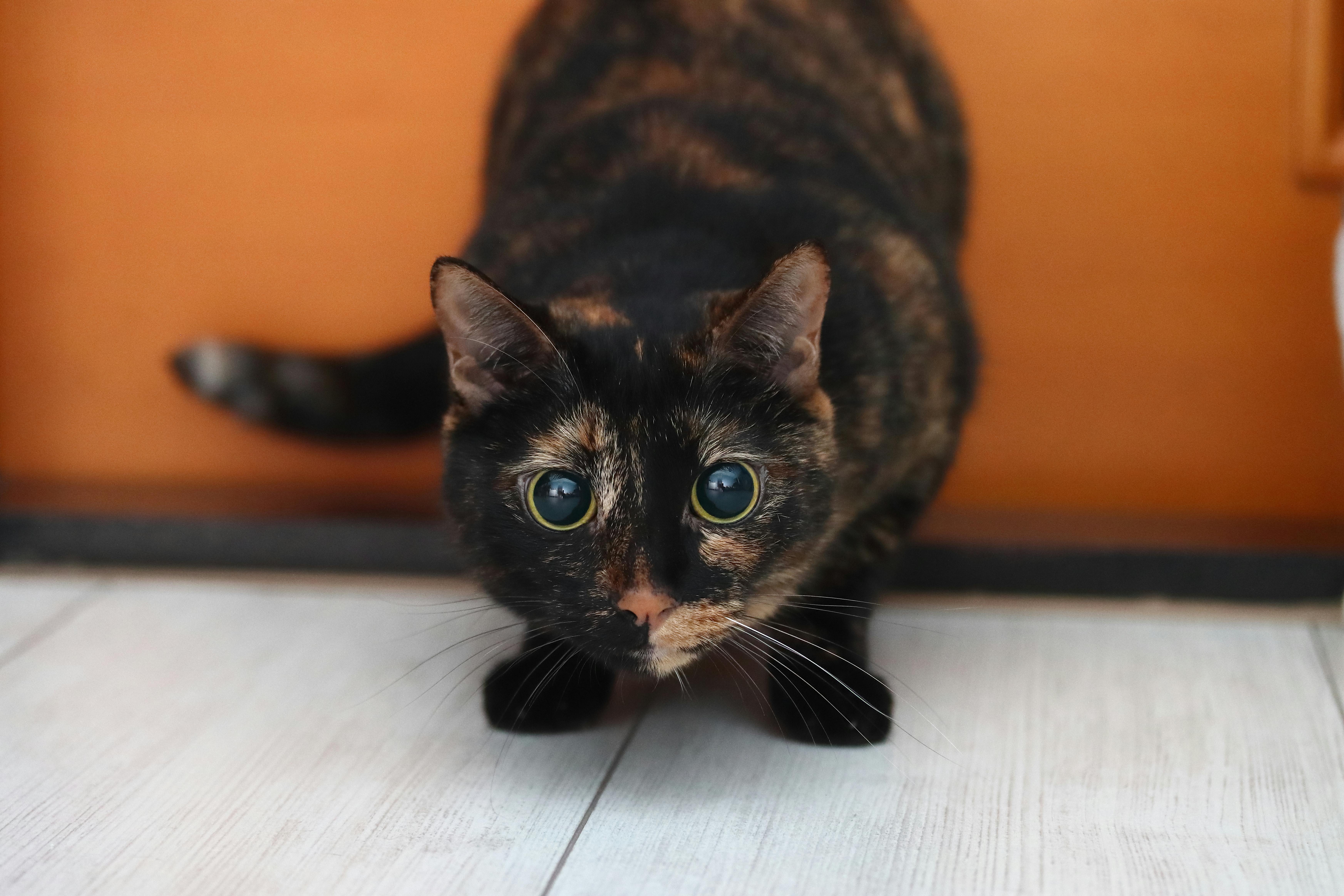 Black And Brown Cat On White Floor Free Stock Photo   Pexels Photo 3782765 