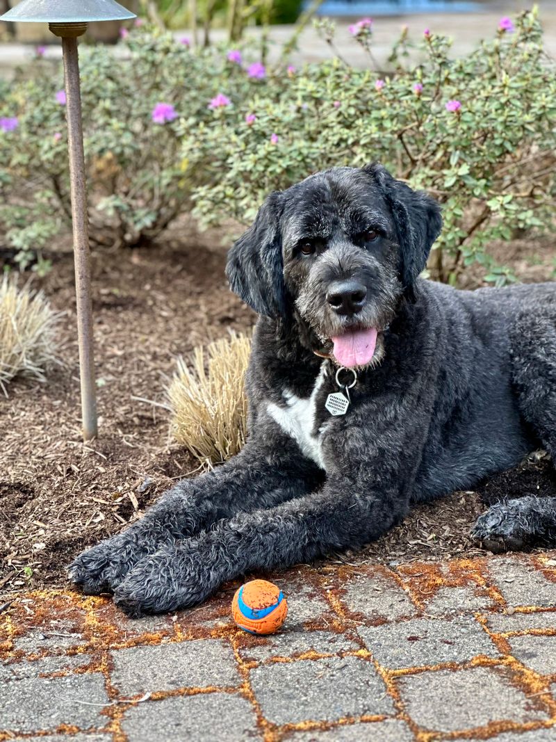 Piper - photo 1