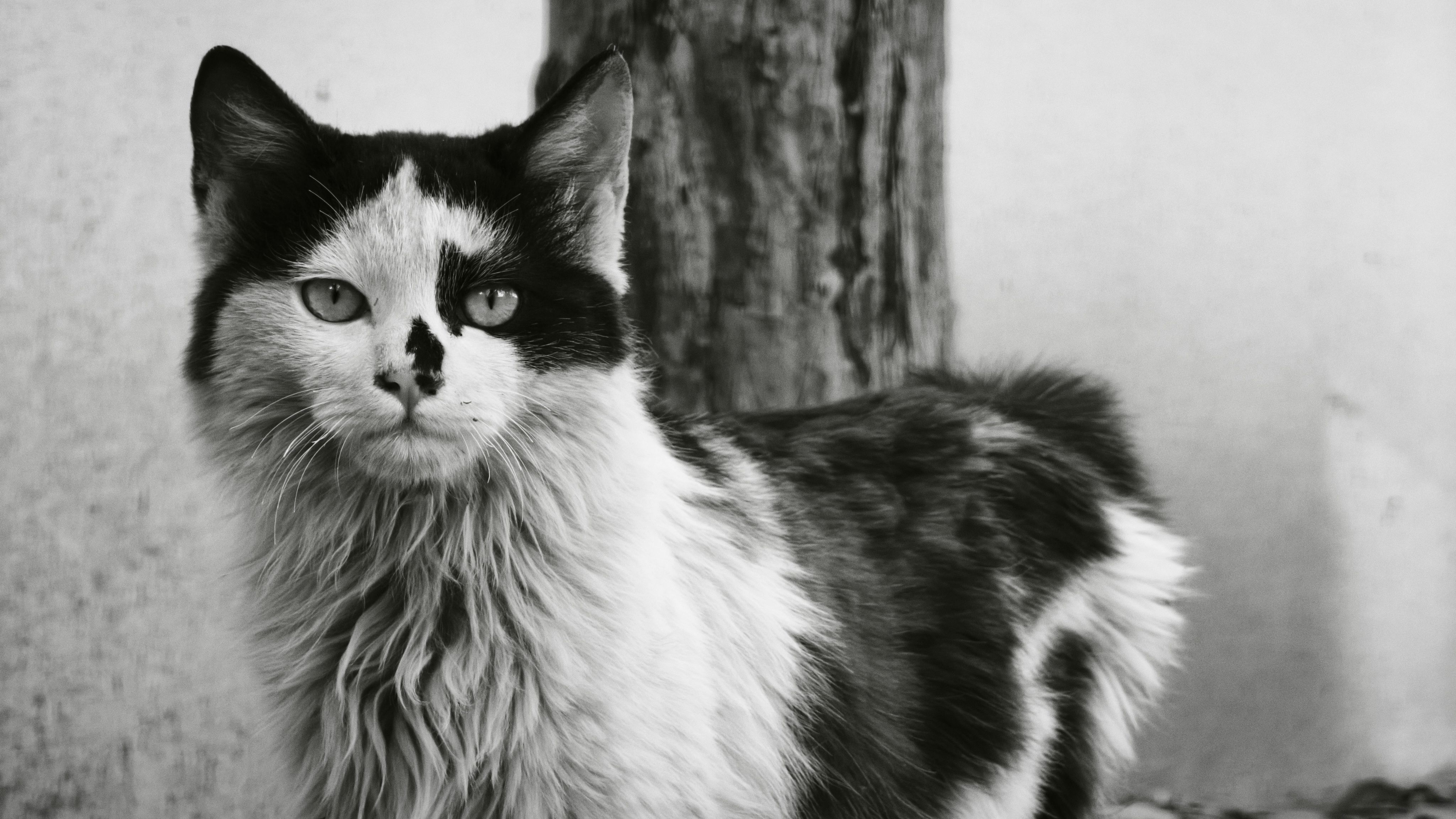 Charming black and white portrait of a fluffy cat with unique markings, standing outdoors.