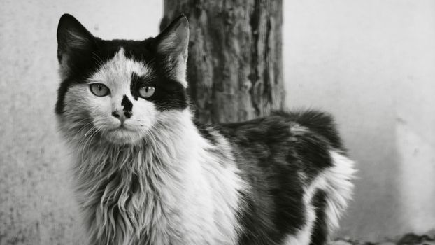Charming black and white portrait of a fluffy cat with unique markings, standing outdoors.
