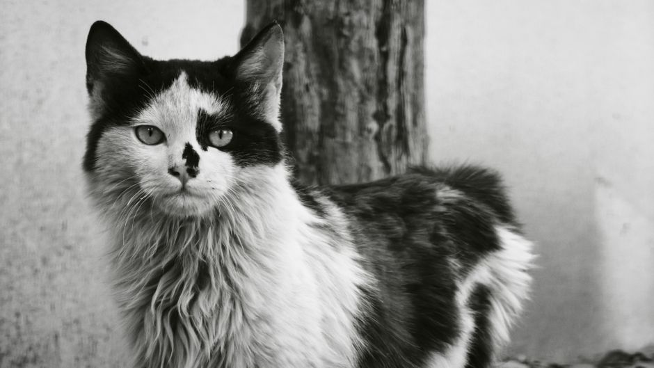Charming black and white portrait of a fluffy cat with unique markings, standing outdoors.