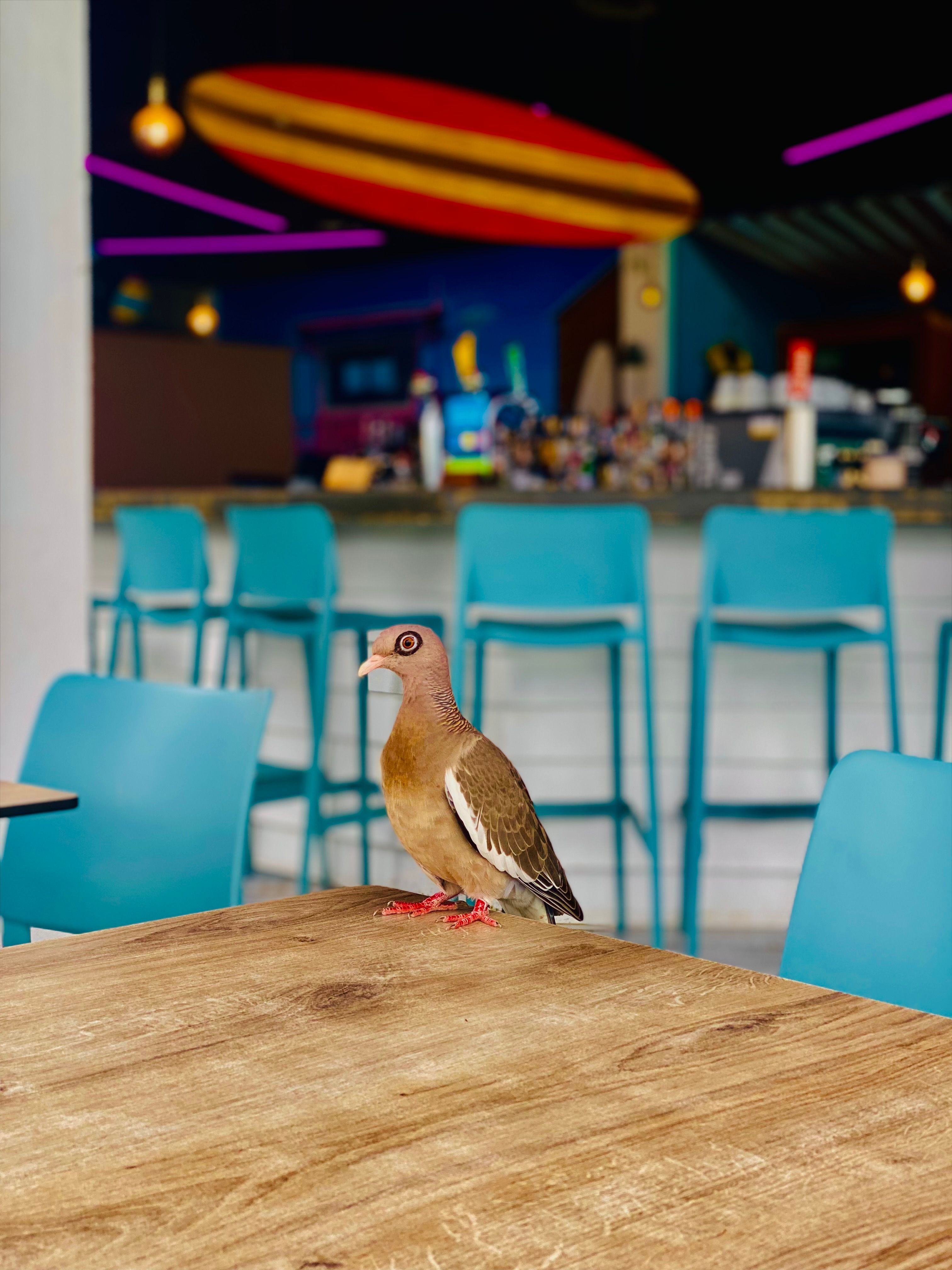 A lone pigeon perched on a tabletop in a lively, colorful cafe setting.