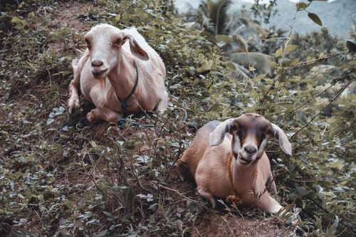 Free Two domestic goats resting amidst lush greenery on a hilly pastoral field. Stock Photo