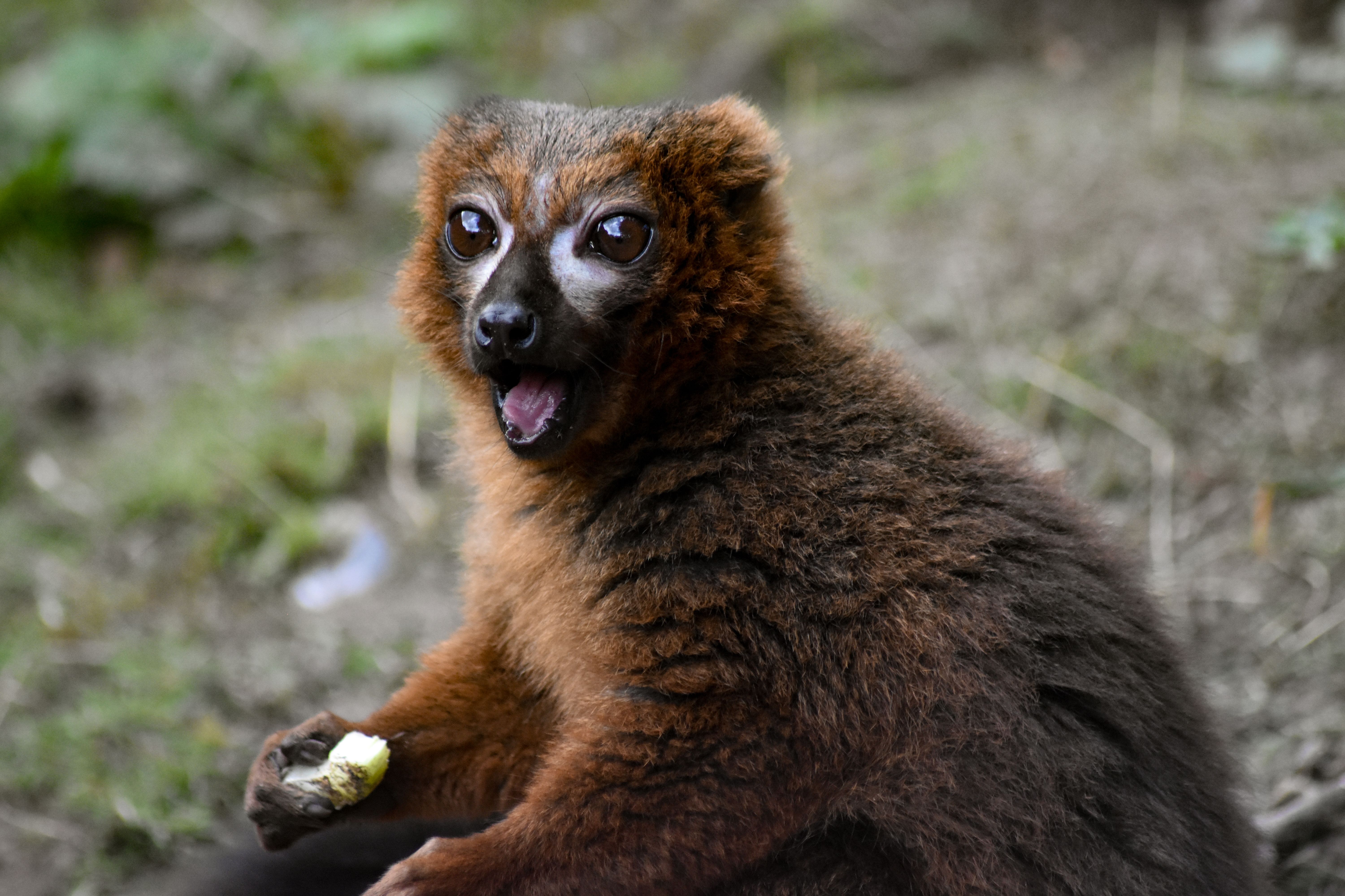 Photo of Madagascar