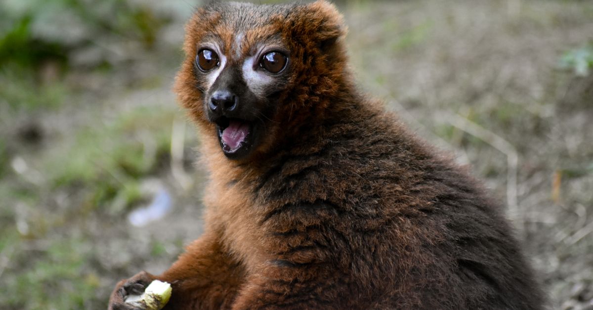 Photo of Madagascar