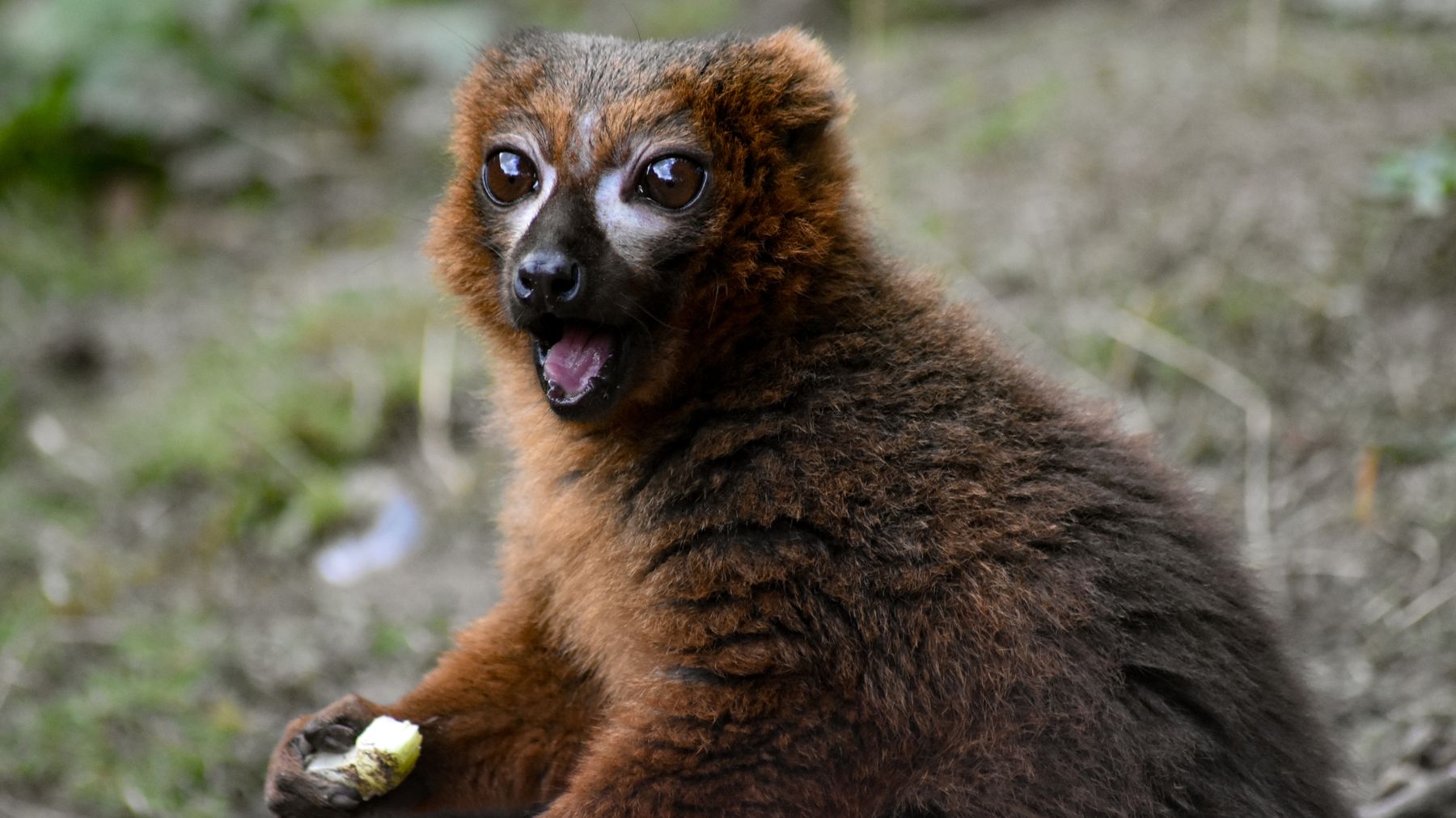 Playful brown lemur eating in natural habitat, Madagascar