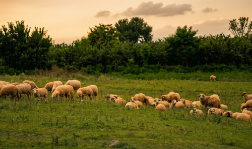 Free A serene scene of sheep grazing on a green field under a warm sunset sky. Stock Photo