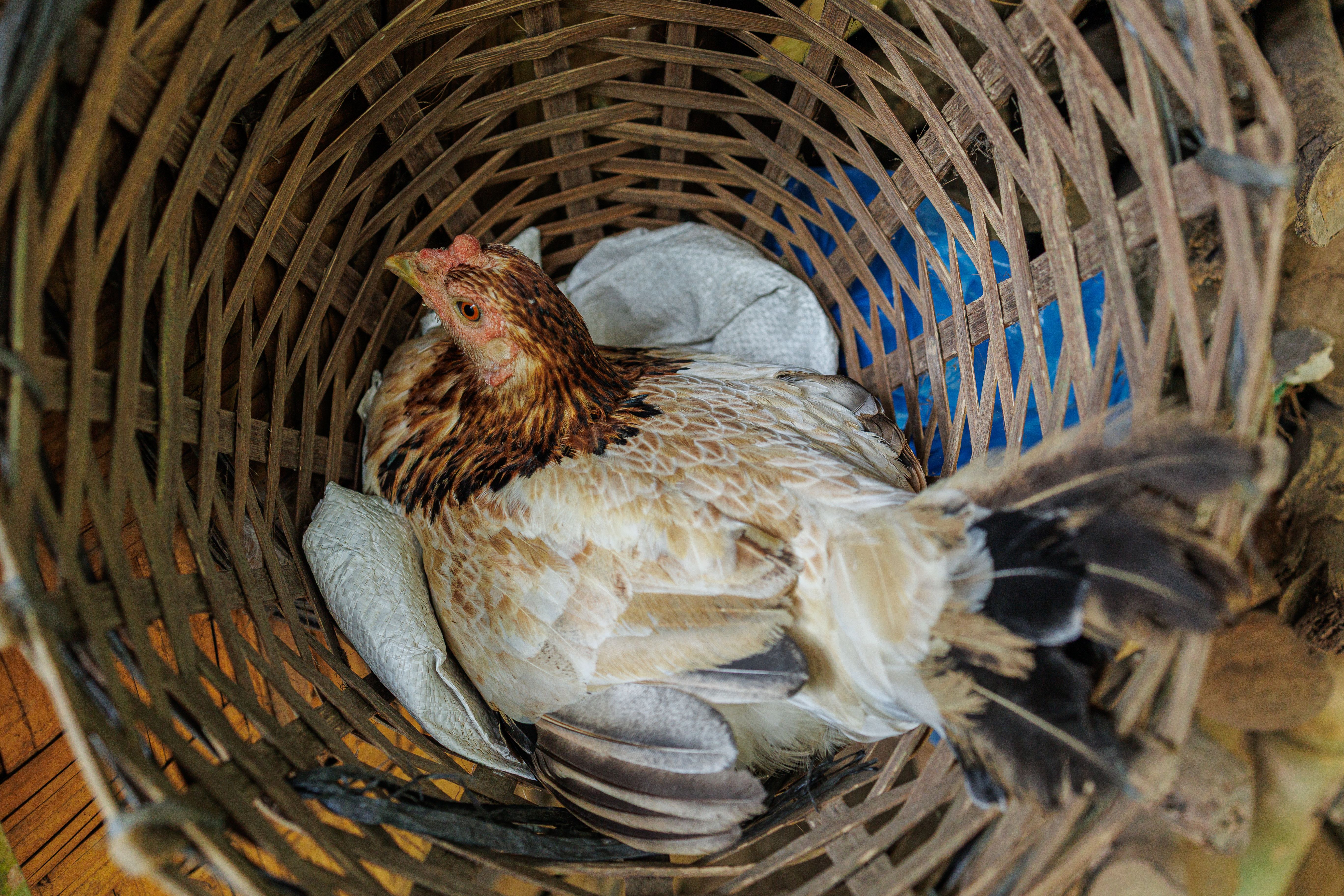 ทีมกู้ภัยสัตว์ตรวจไก่ที่ได้รับการช่วยเหลือในศูนย์พักพิงเท็กซัส บรรยากาศเคร่งเครียดและเป็นระบบ