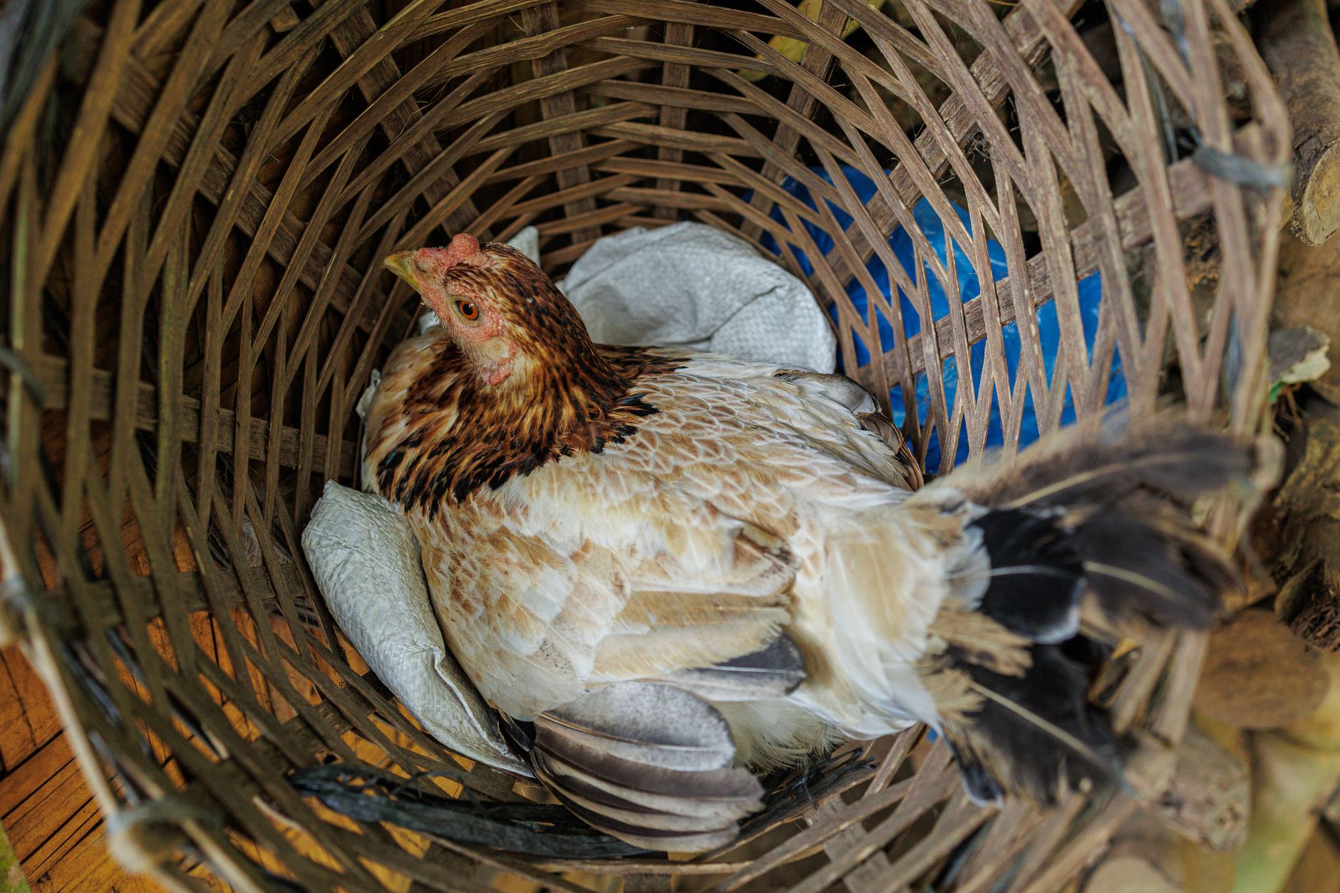 ทีมกู้ภัยสัตว์ตรวจไก่ที่ได้รับการช่วยเหลือในศูนย์พักพิงเท็กซัส บรรยากาศเคร่งเครียดและเป็นระบบ