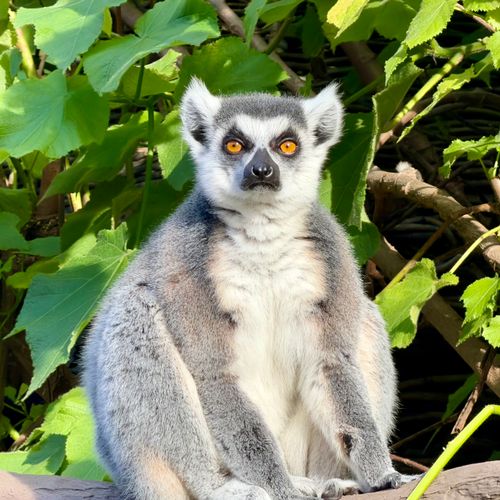 Free Ring-tailed lemur sitting in Parkville, Victoria, Australia, with lush green foliage. Stock Photo