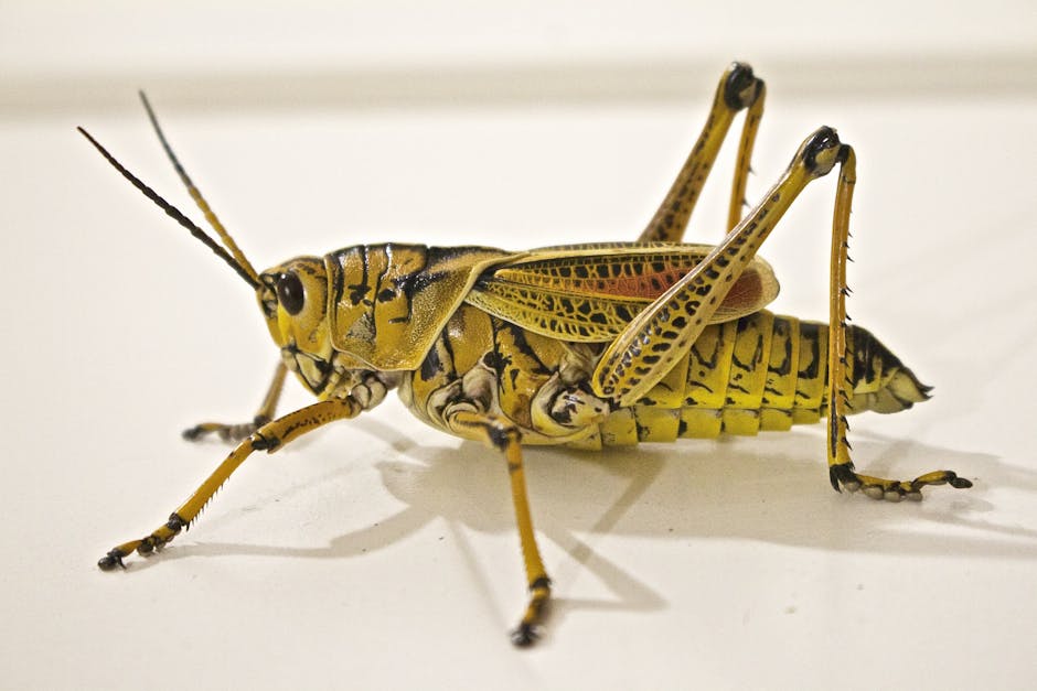 locust jumping grasshopper animal 37830 - A Simple Plan: Services