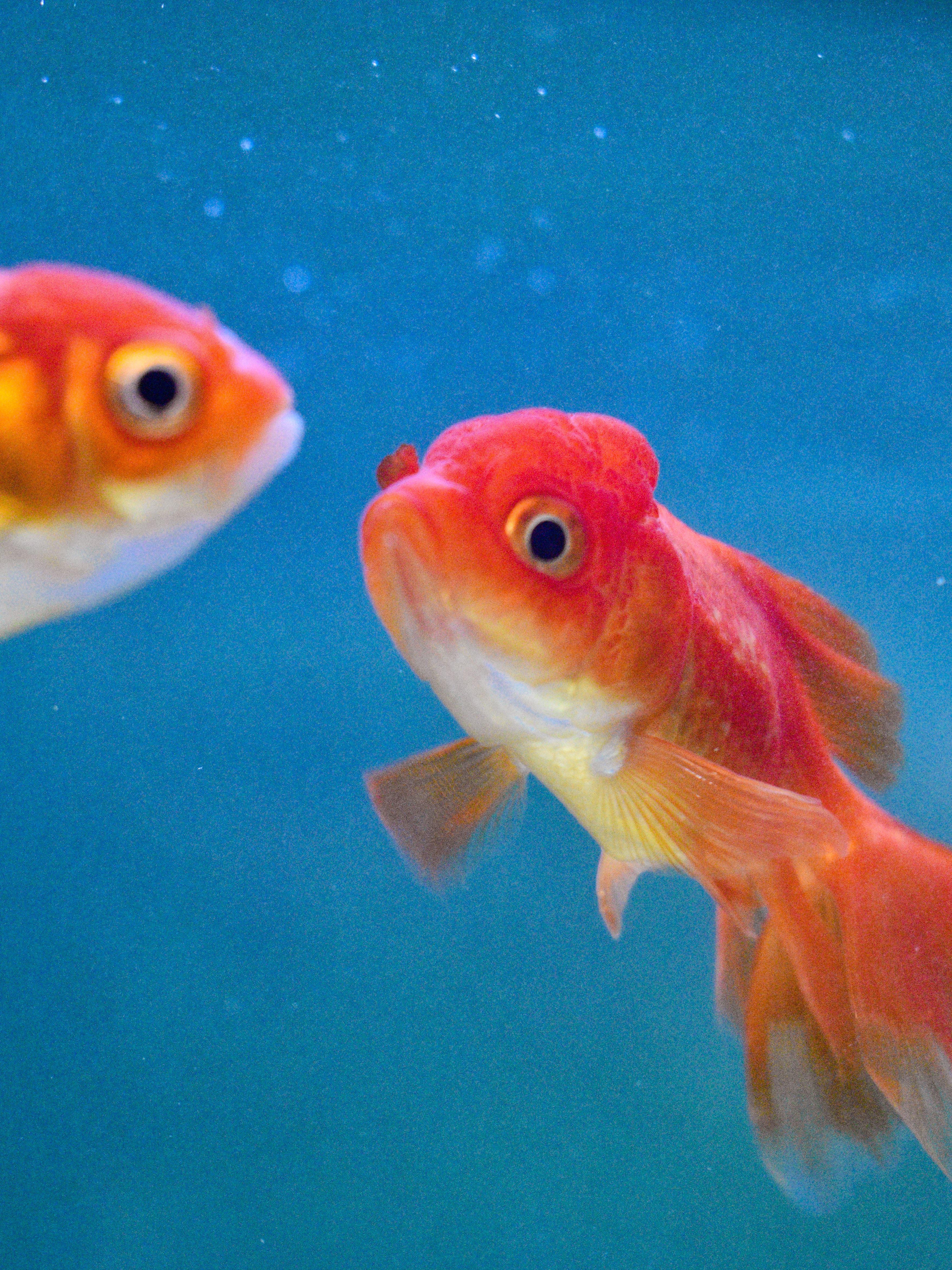 Colorful Goldfish Swimming in Aquarium · Free Stock Photo