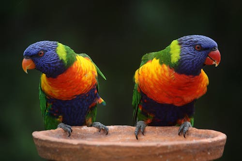 grátis Blue Geeen E Orange Parrot Foto profissional