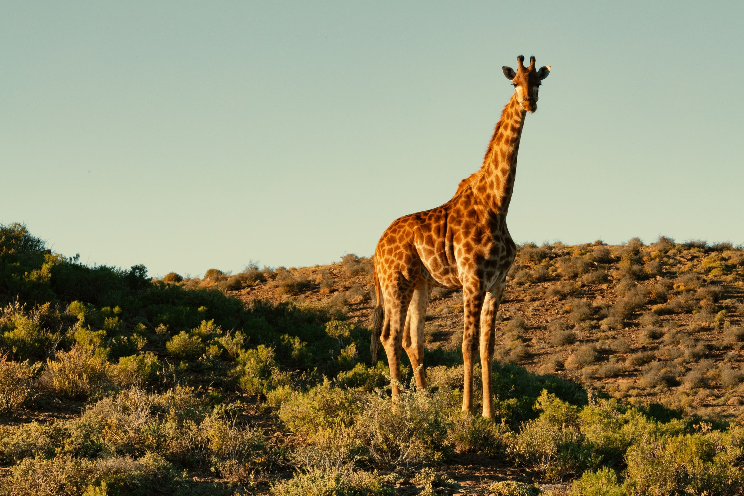 Giraffen Shamwari Game Reserve