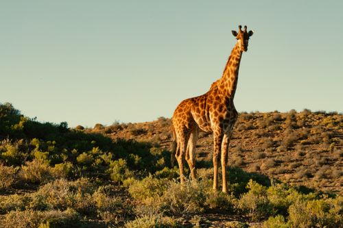 Free A majestic giraffe stands tall against the African savannah at sunset. Stock Photo