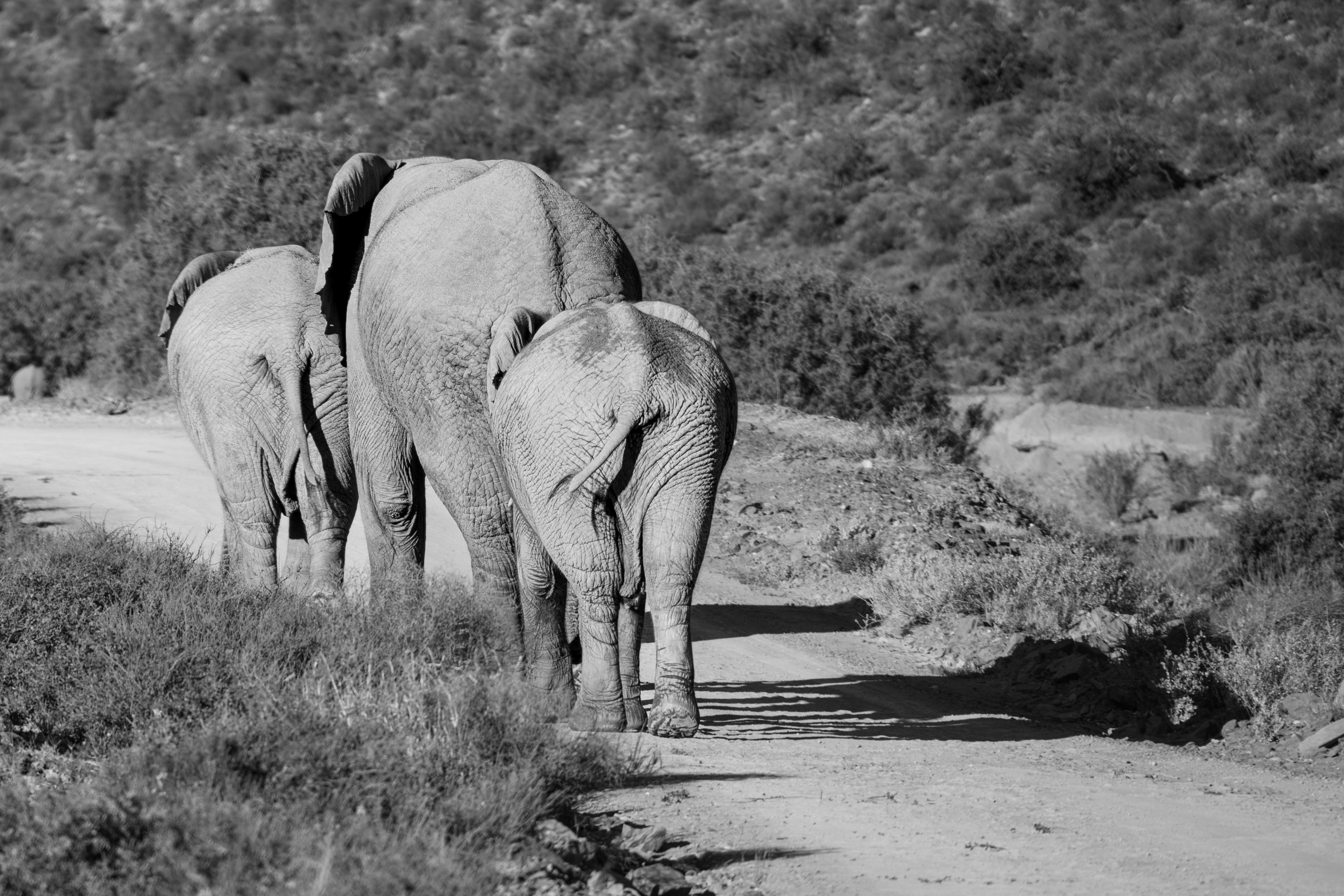 IMAX Documentary on Yunnan's Wild Elephants Opens in Chinese Cinemas