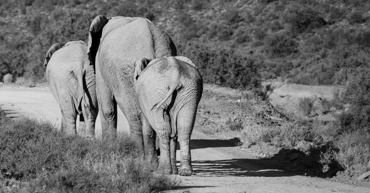 IMAX Documentary on Yunnan's Wild Elephants Opens in Chinese Cinemas