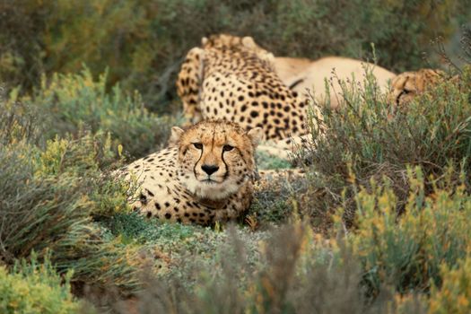 Group of cheetahs resting in natural habitat surrounded by vegetation.