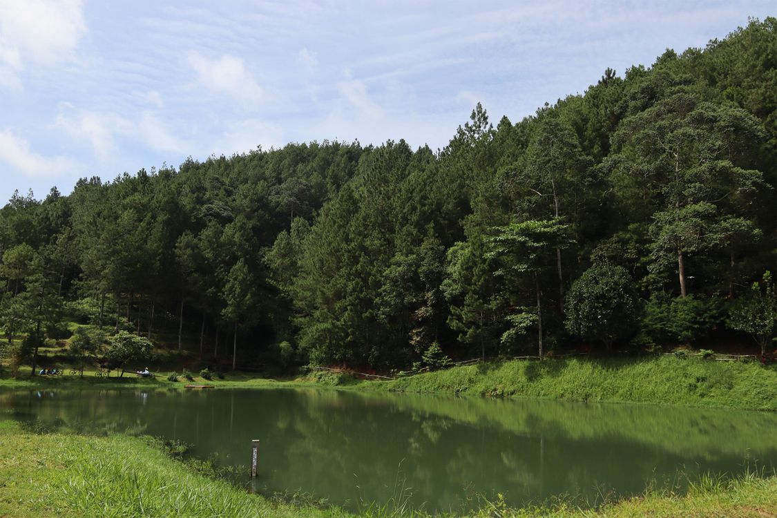 Serene Forest Landscape with Reflecting Pond · Free Stock Photo
