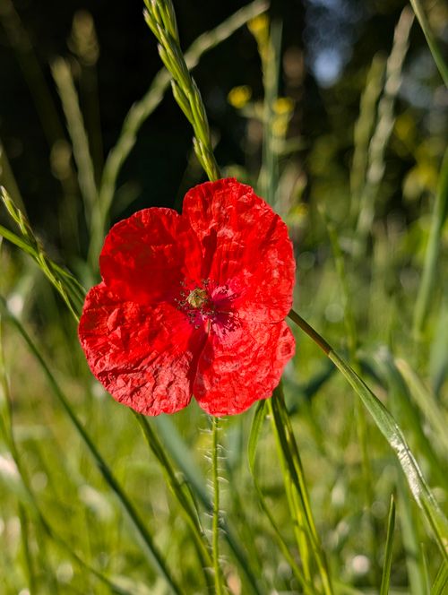 Free Close-up of a bright red poppy flower blooming in a sunlit meadow during summer. Stock Photo