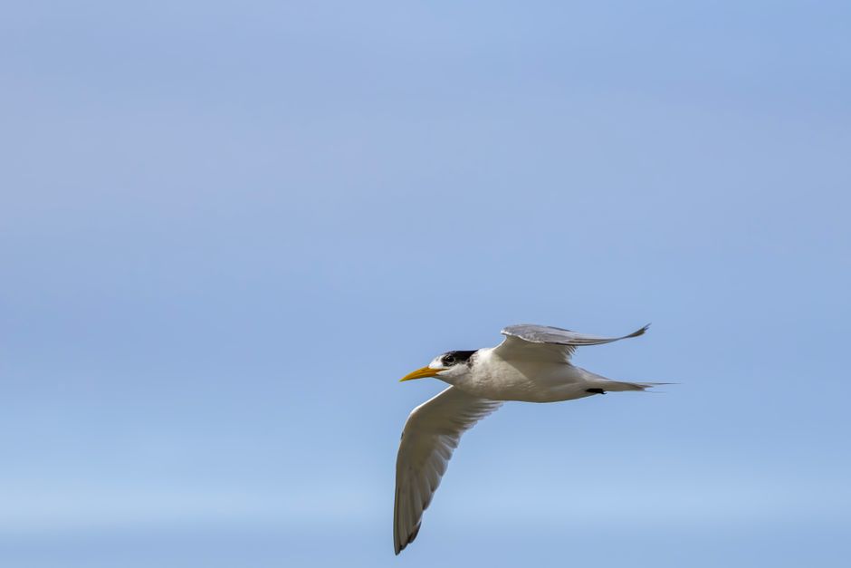 A photograph showing a colony of greater crested terns in a coastal Australian habitat, illustrating the density of bird populations susceptible to avian influenza.