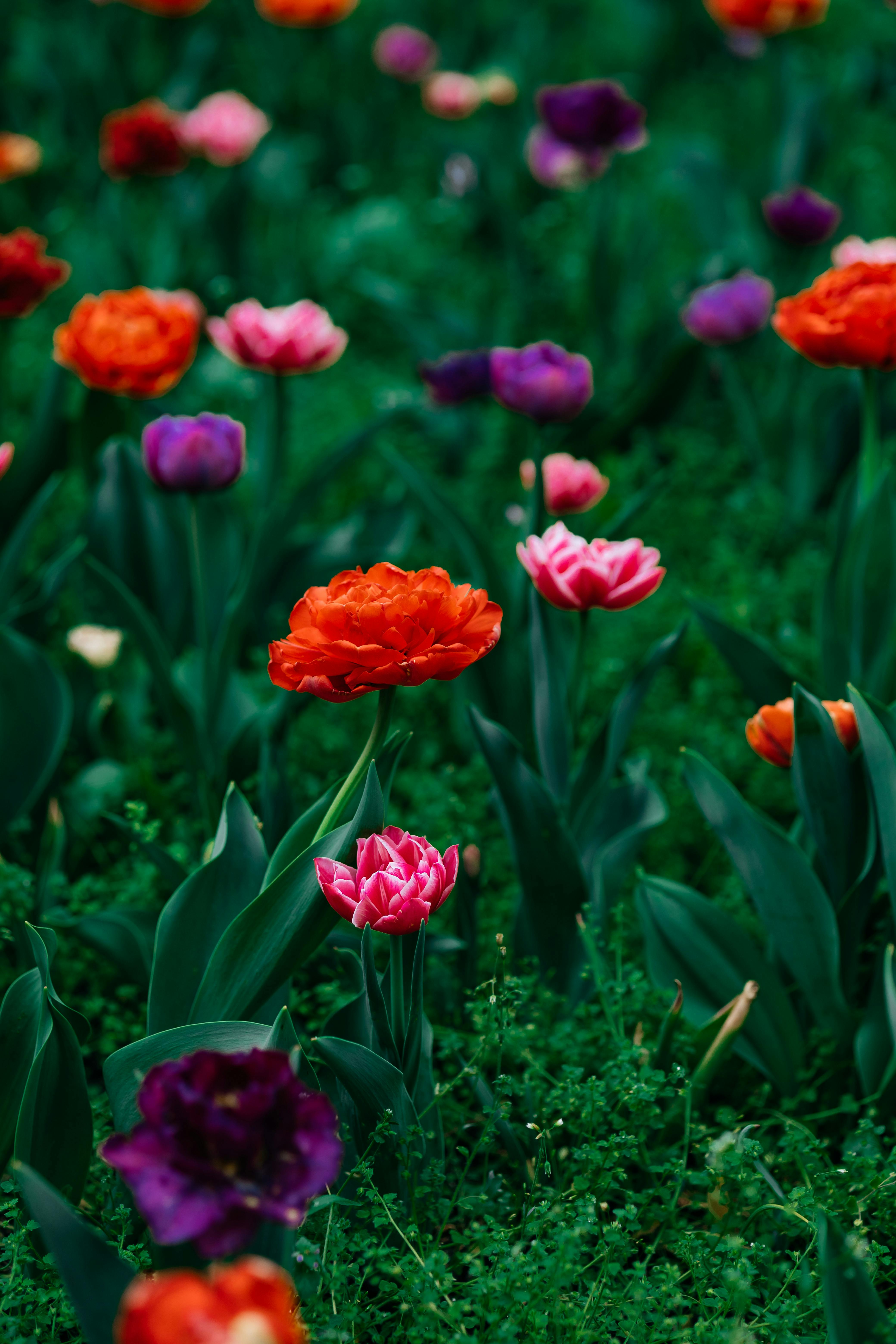 [ColoSach]-vibrant-tulip-field-in-wrocław-showcases-stunning-spring-flowers-in-full-bloom.