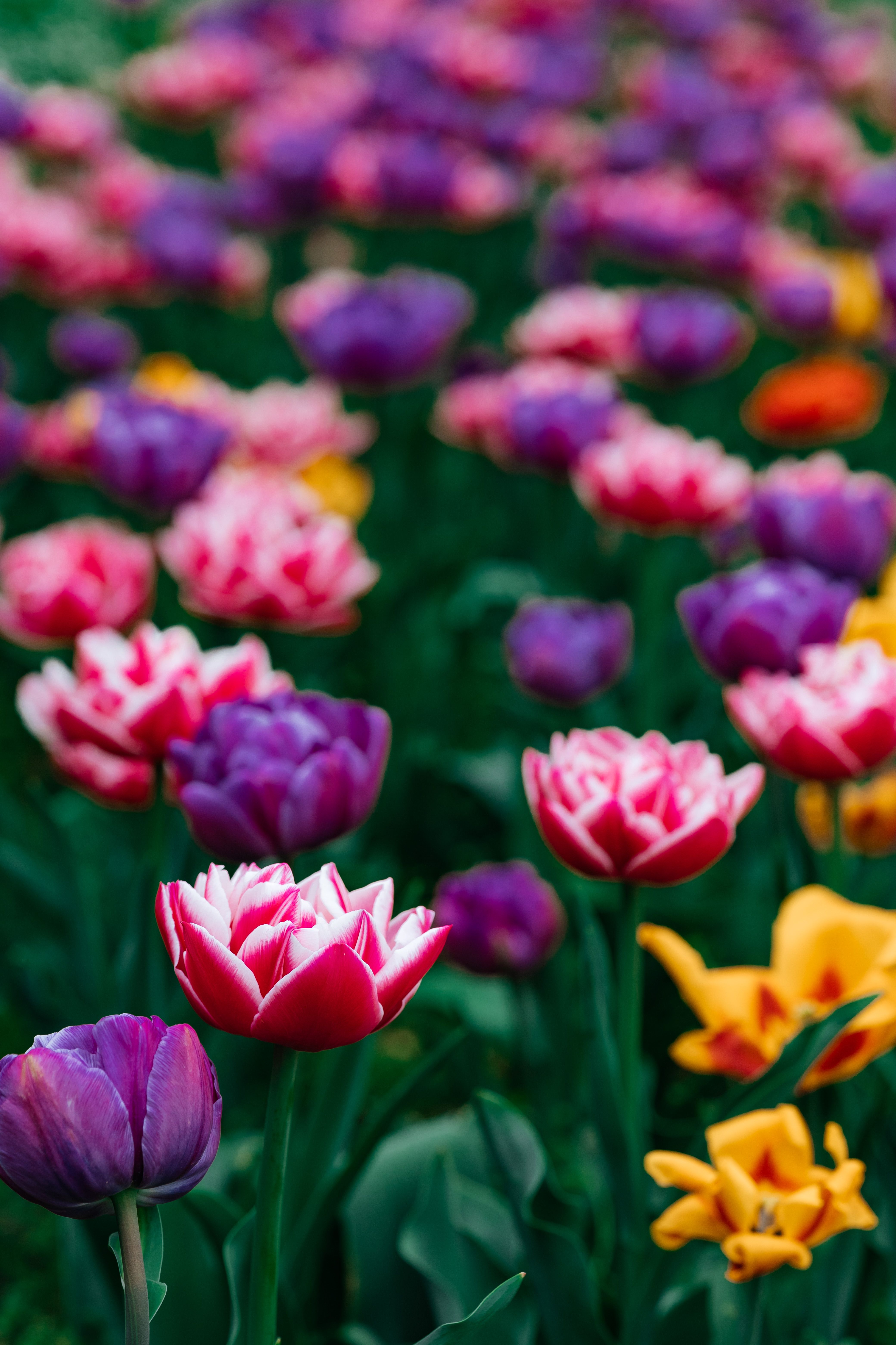 [ColoSach]-explore-the-vibrant-and-colorful-tulip-field-in-springtime-wrocław,-showcasing-nature's-beauty.