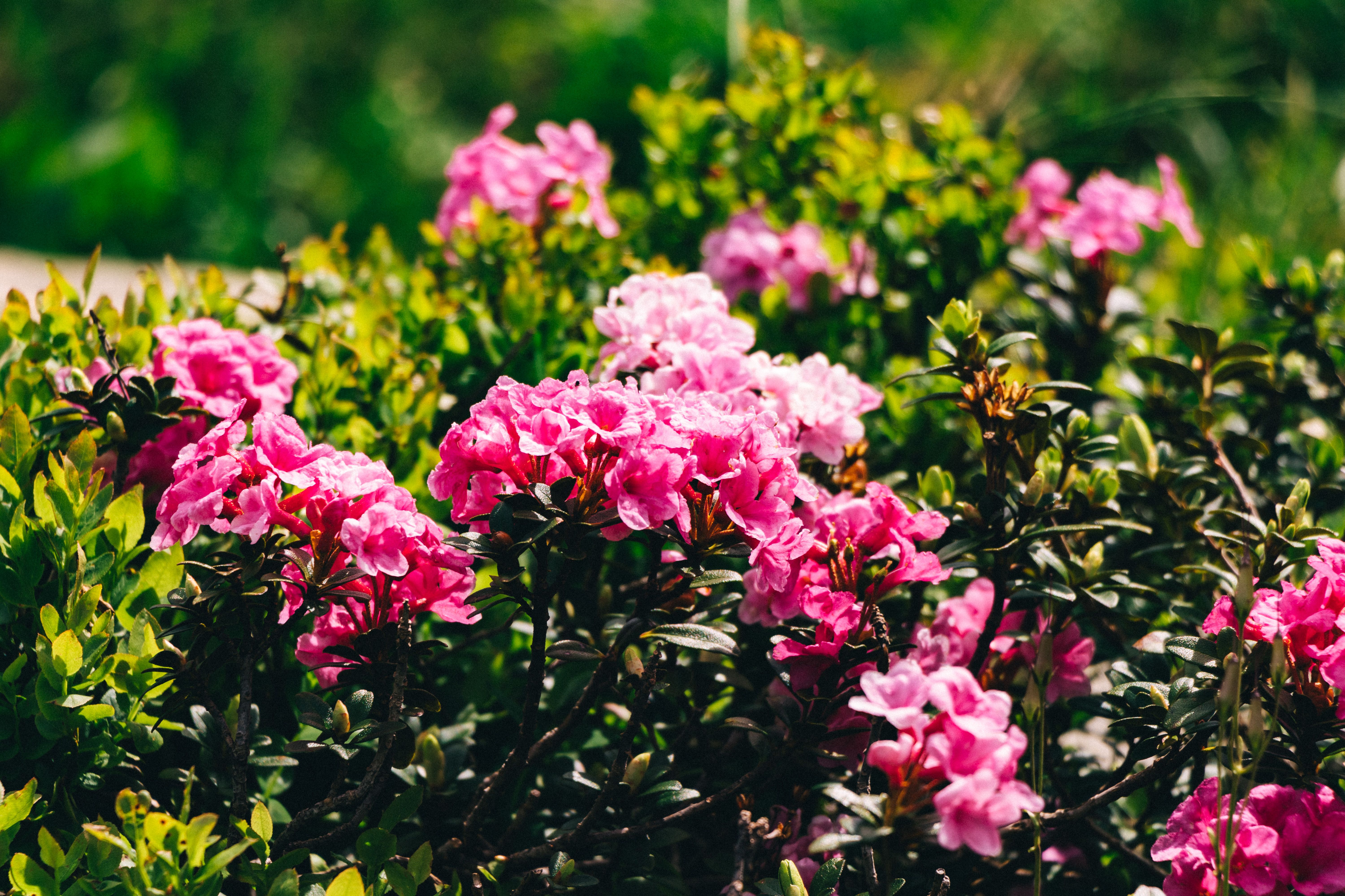 Rhododendron Family Photos, Download The BEST Free Rhododendron Family  Stock Photos & HD Images