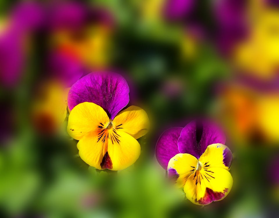бесплатная Желтый фиолетовый цветок Стоковое фото