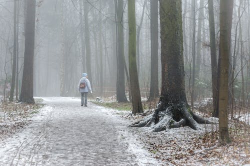 Free Person Walking on Pathway Between Trees during Foggy Weather Stock Photo