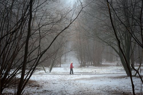 Person Walking on Snow Covered Pathway Between Bare Trees