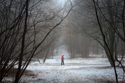 Free A woman in a red coat walks through a foggy winter forest path, surrounded by barren trees. Stock Photo