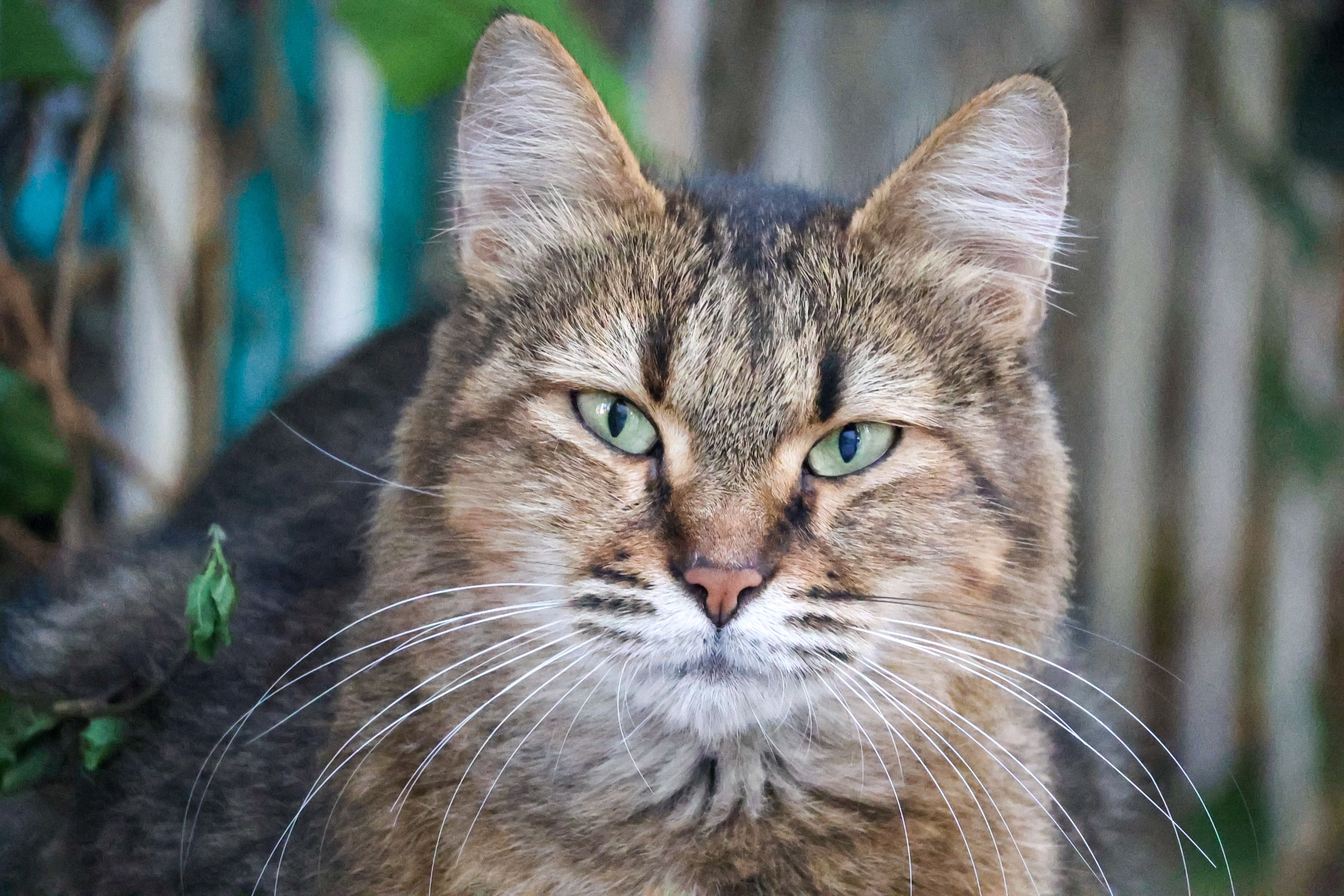 Veterinary care for a cat
