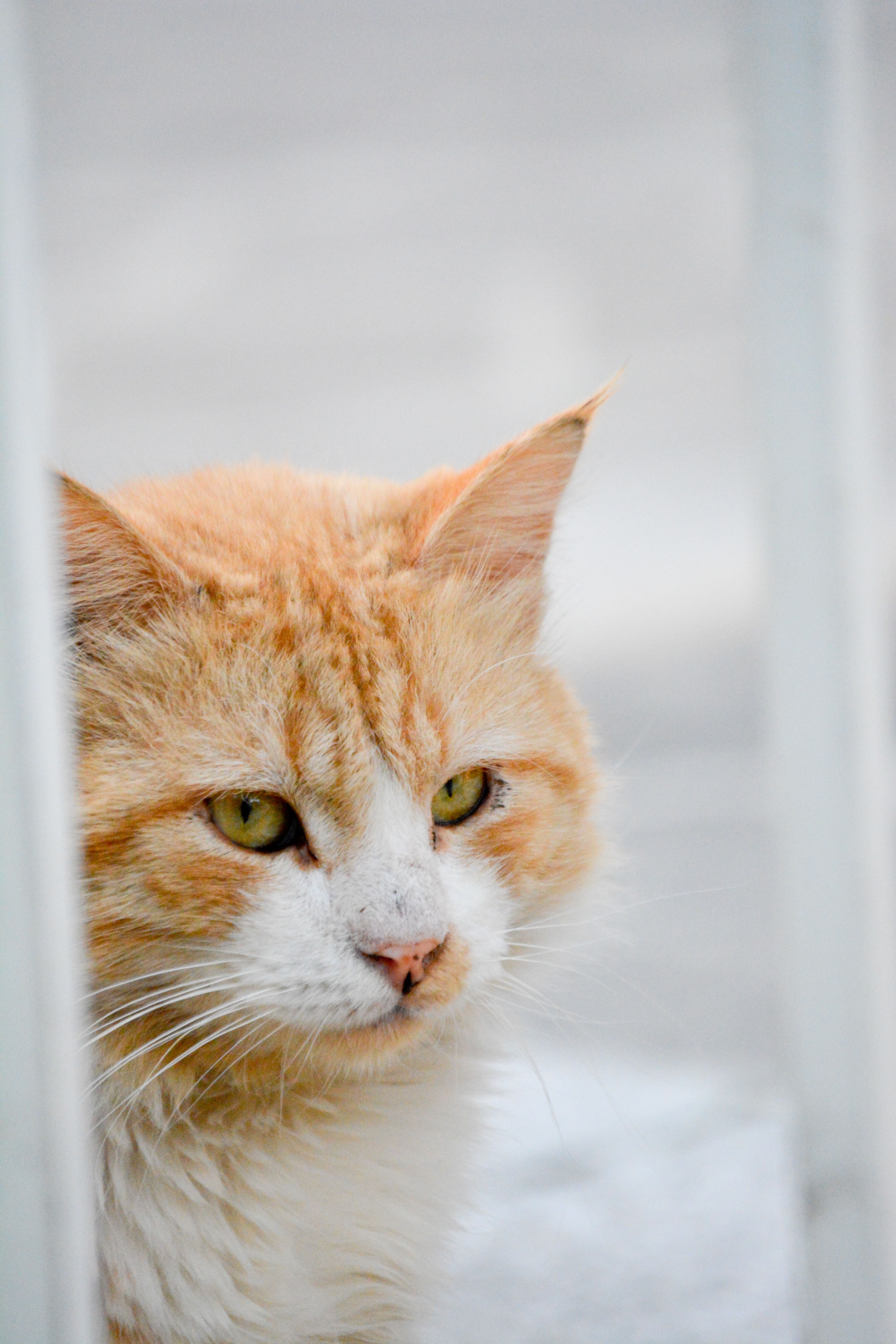 Close-Up Portrait of an Orange Tabby Cat · Free Stock Photo