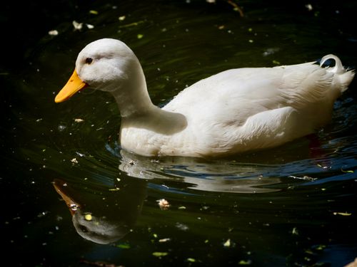 Free A serene image of a white duck gliding on a pond with clear reflections. Stock Photo