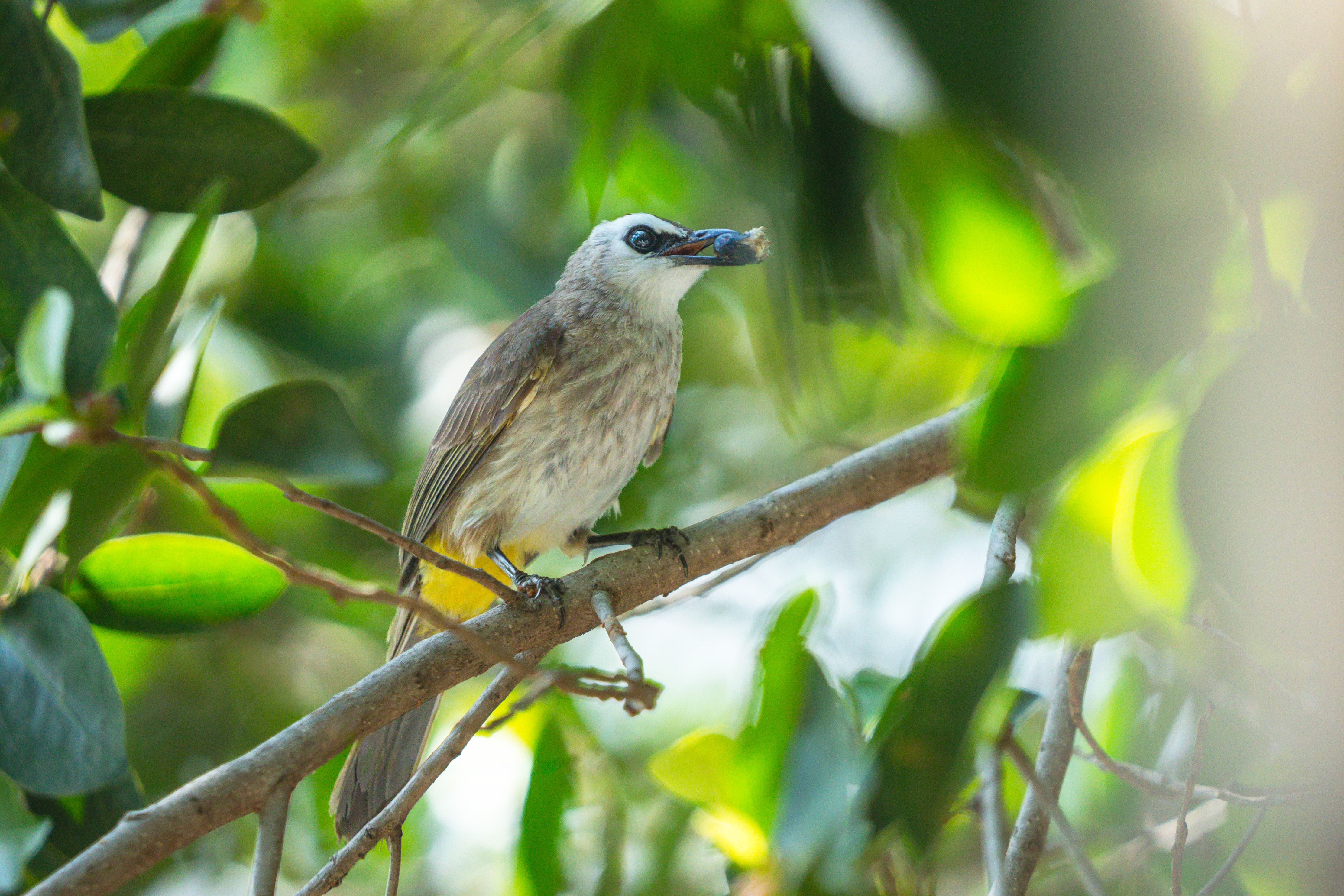 A Yellow-Vented Bulbul perched on a branch in Rangsit, Thailand.