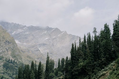 Free Scenic view of majestic mountains and lush evergreen trees under a cloudy sky. Stock Photo