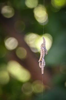 Close-up of caterpillars hanging from a silk thread, blurred natural background.