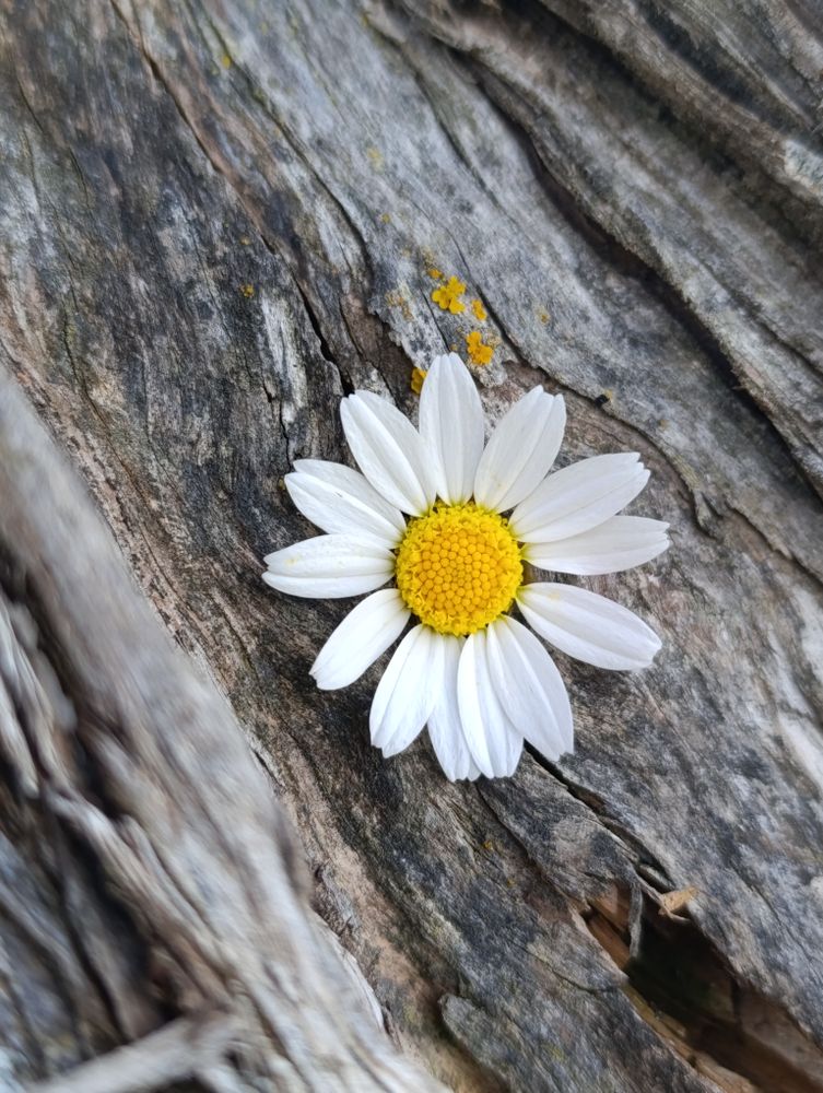 Talip Culu - Photography