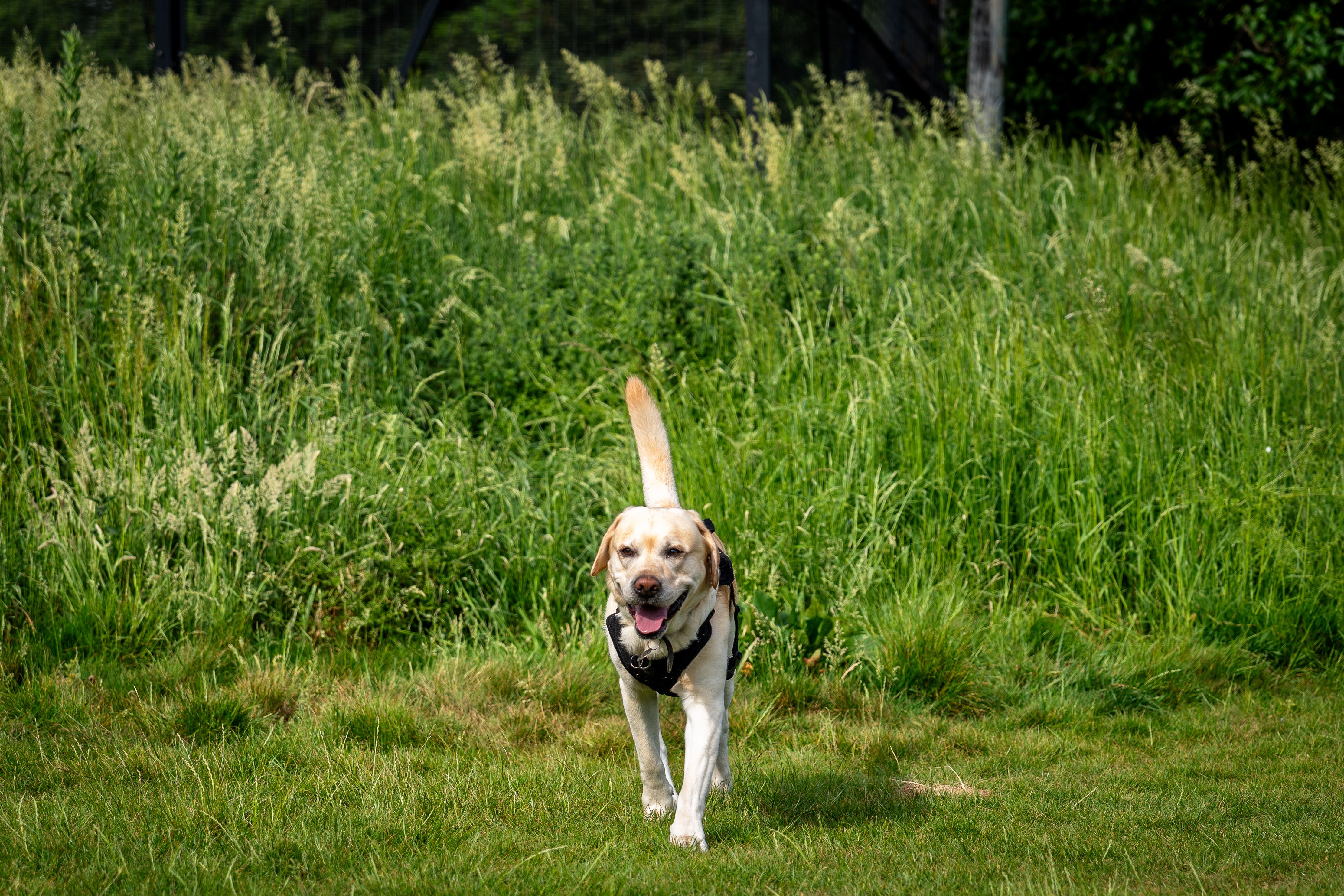 The Pet Health Signs Many Pet Parents May Be Overlooking – Htown Live — Photo by Ar kay on Pexels