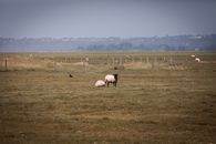 A serene scene of sheep grazing on the fields near Mont Saint-Michel, Normandy, France.