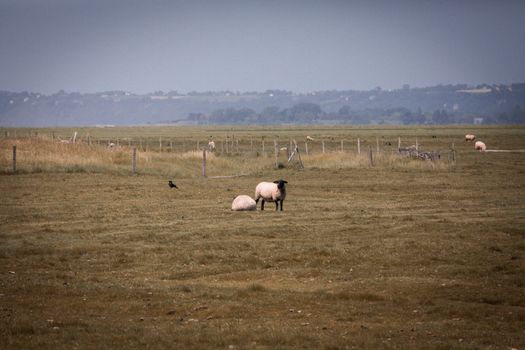 A serene scene of sheep grazing on the fields near Mont Saint-Michel, Normandy, France.