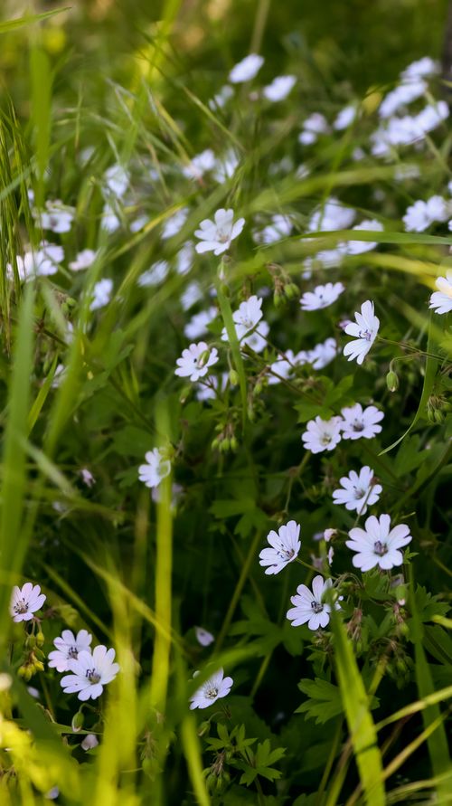 Free Delicate white flowers blooming among lush green grass, evoking tranquility and natural beauty. Stock Photo