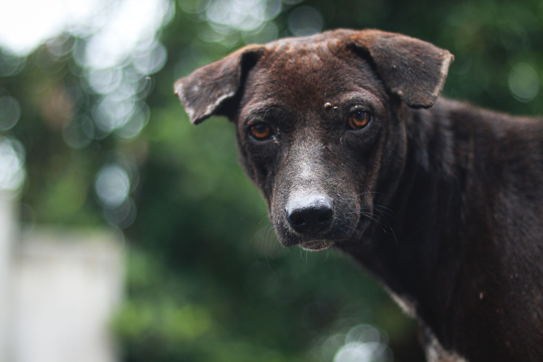 A dog undergoing diagnostic blood testing at a veterinary clinic