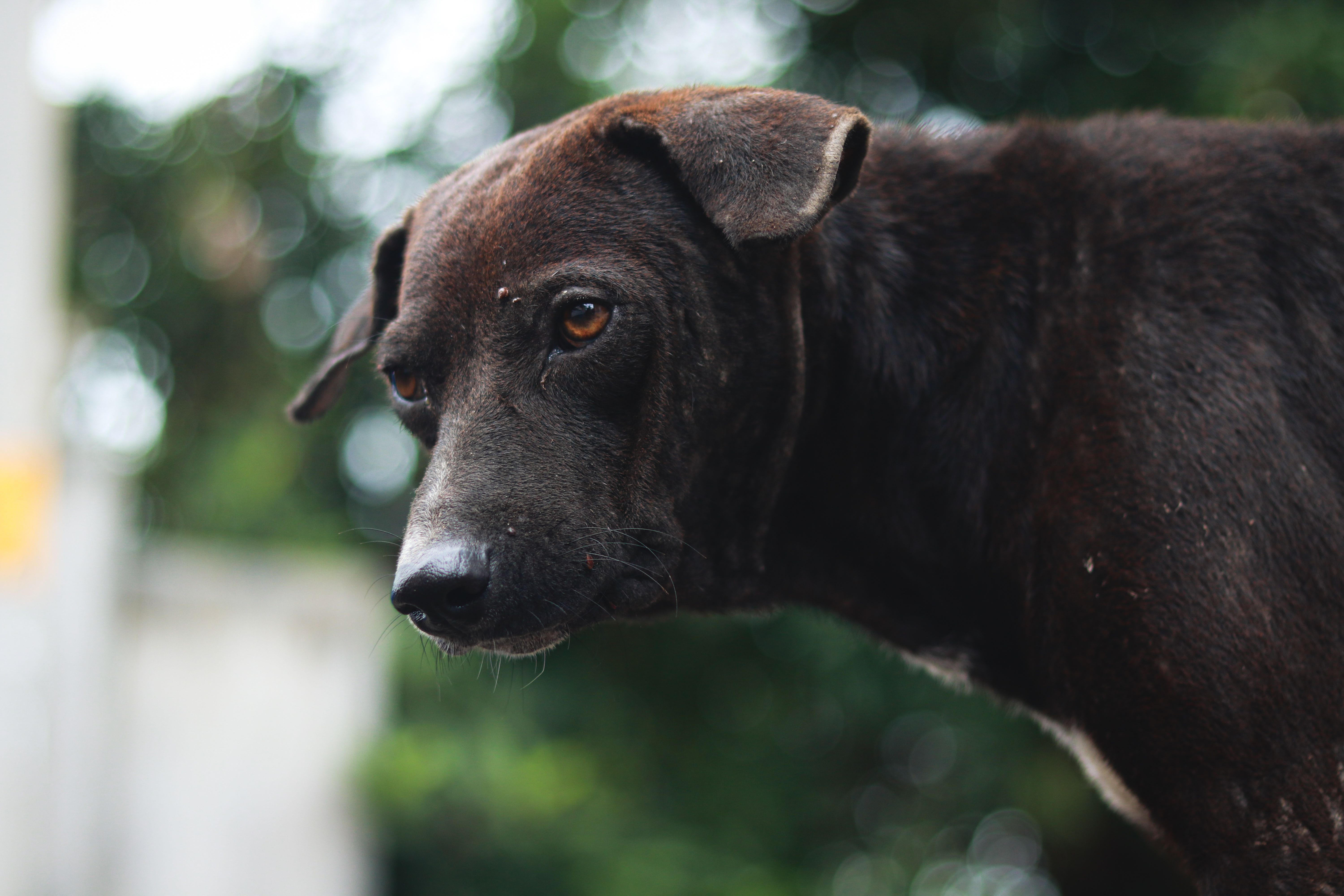 Portrait of a dog at a veterinary clinic