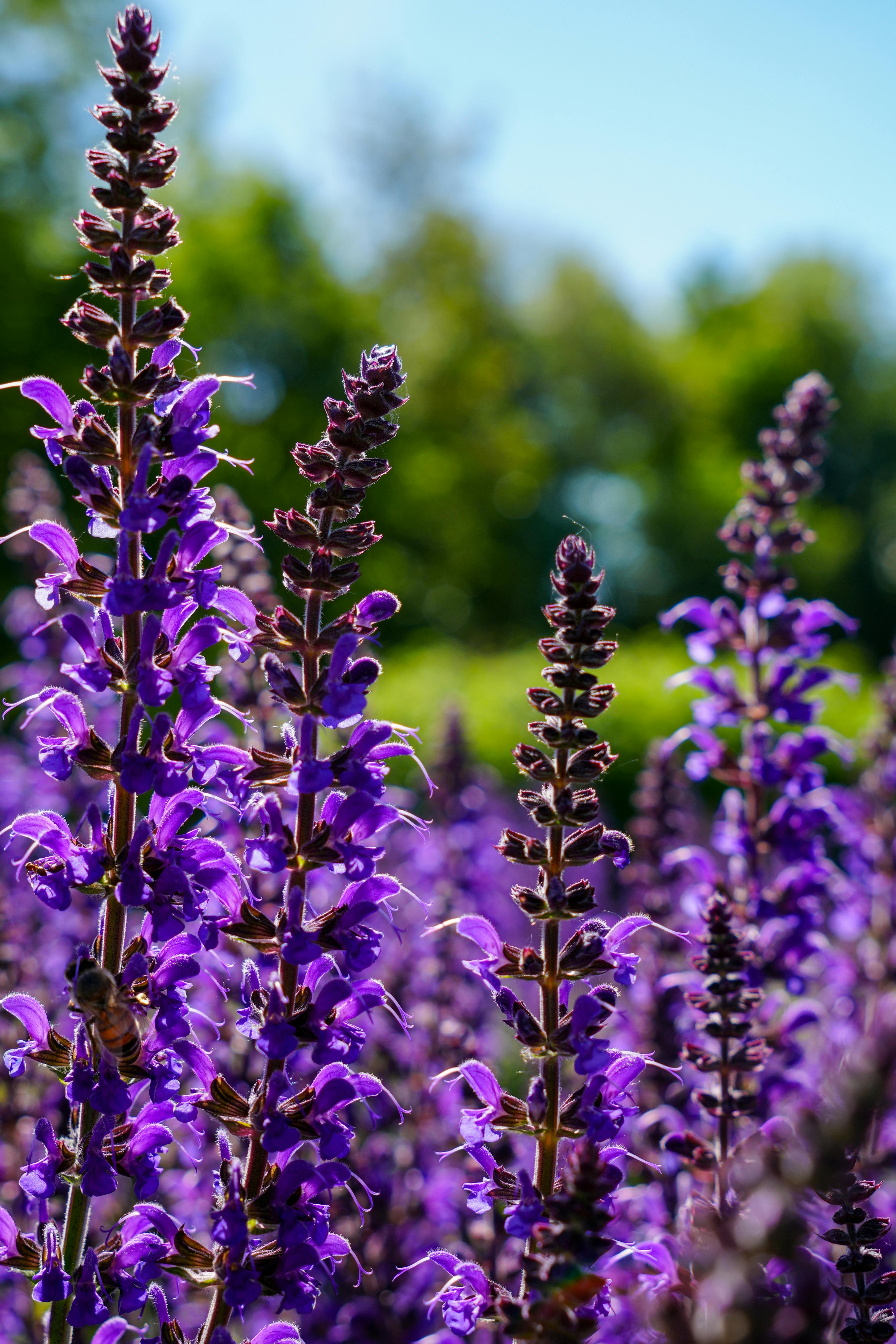 [ColoSach]-a-stunning-close-up-of-purple-salvia-flowers-in-a-sunny-field-in-germany,-perfect-for-nature-and-floral-enthusiasts.