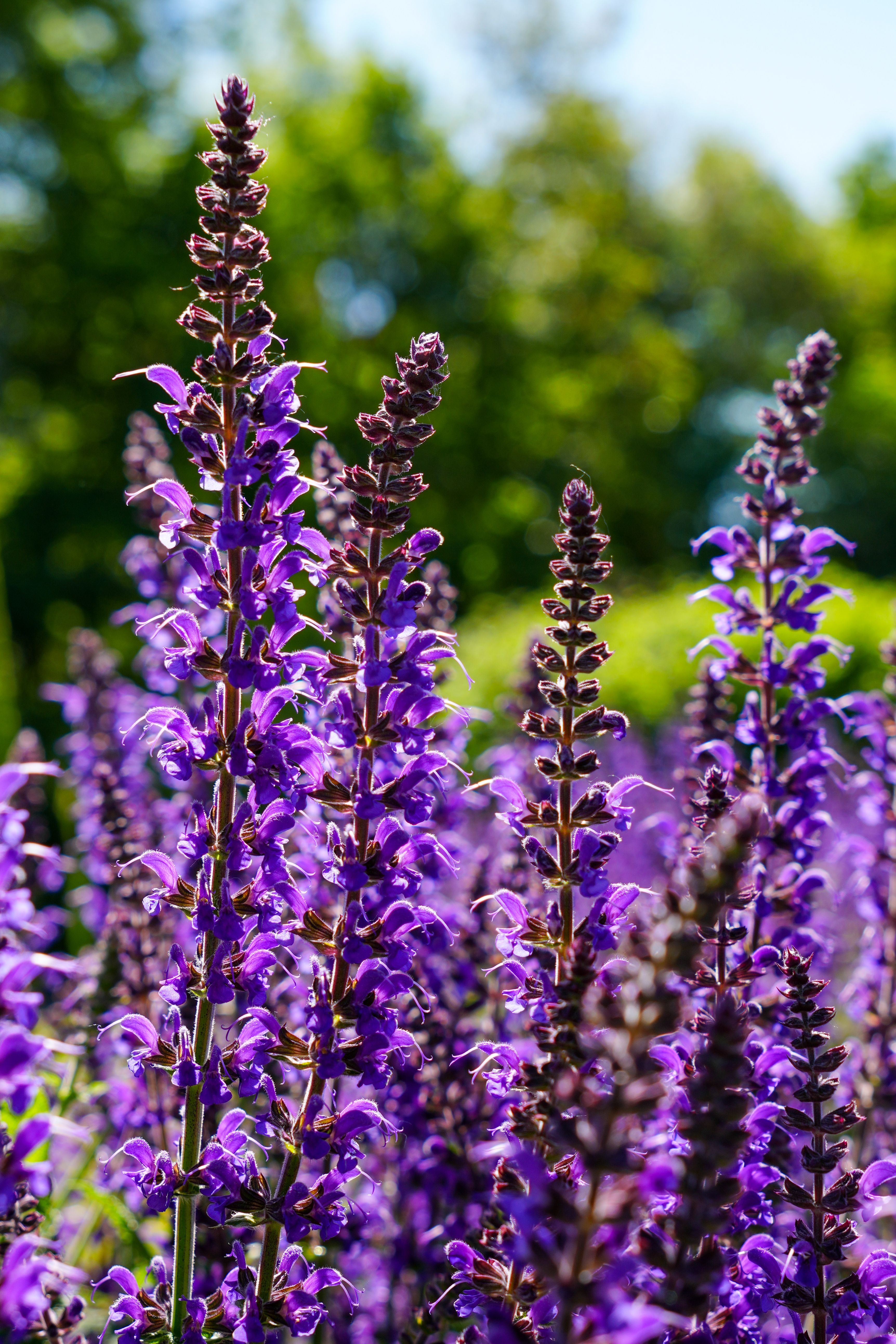 Selective Focus Photo of Purple Lavender Flowers · Free Stock Photo