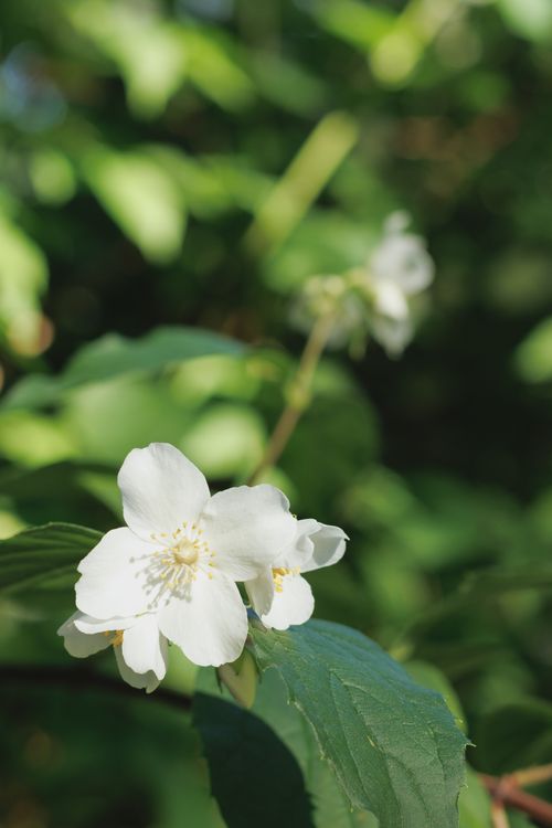 Free Beautiful white flowers blooming in a lush garden with green foliage in Hildesheim, Germany. Stock Photo