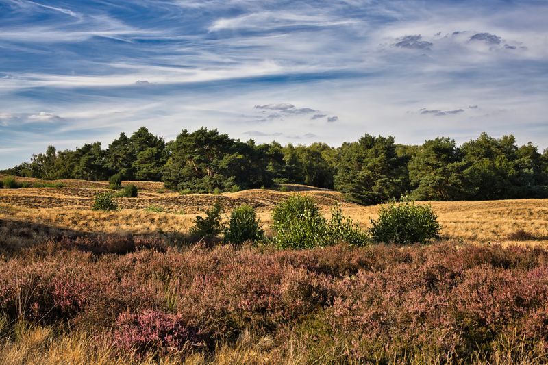 Veluwe
