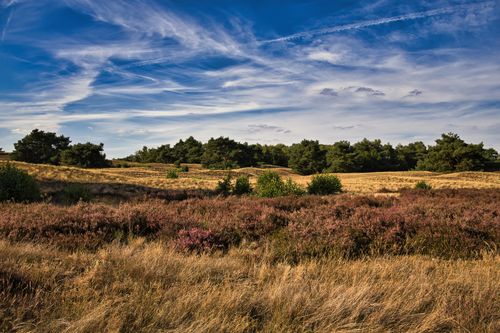 Free A tranquil landscape with heather fields, trees, and a vibrant sky. Ideal for nature lovers. Stock Photo